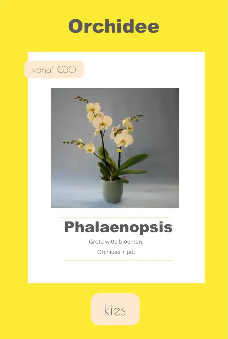 kies Orchidee vanaf €30 Phalaenopsis Grote witte bloemen. Orchidee + pot